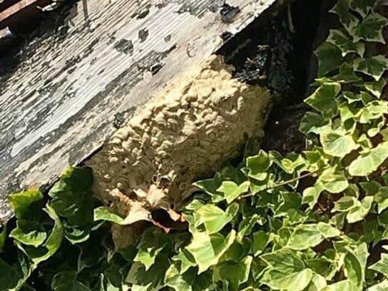 A wasp nest dealt with by Death To Pest in Blackpool