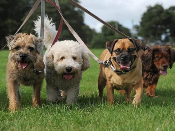 Social media bid to fight Blackpool Council's new dogs off lead rules