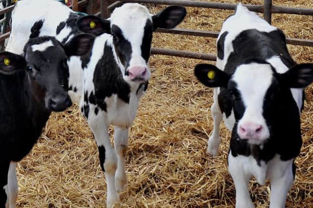 Calves are one of the reasons vegans do not eat dairy products