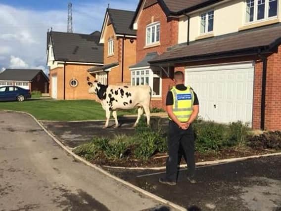 Cow on the loose. Photo: Fylde Police