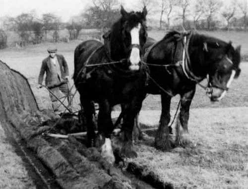 Ploughing with horses in Woodplumpton in the 1940s