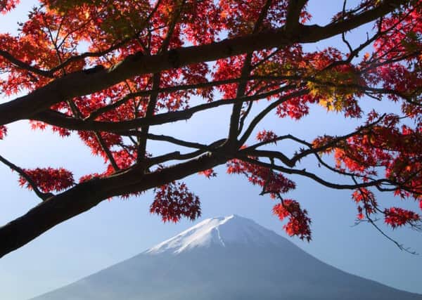 Japanese maples and Mount Fuji, Fuji-Hakone-Izu National Park, Honshu, Japan