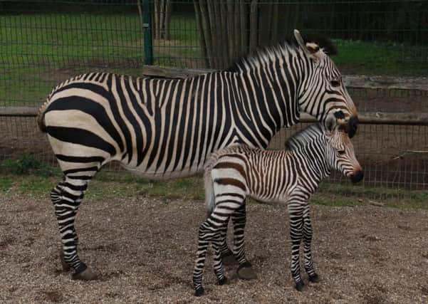 Wakanda and her mum Helene at Blackpool Zoo