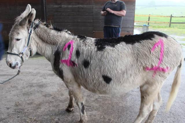 One of the abused donkeys