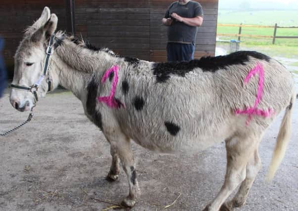 One of the abused donkeys
