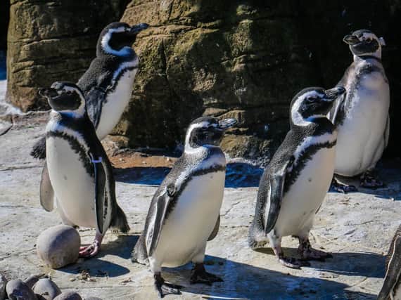 Five new Magellanic penguins have arrived at Blackpool Zoo. Photo: Blackpool Zoo