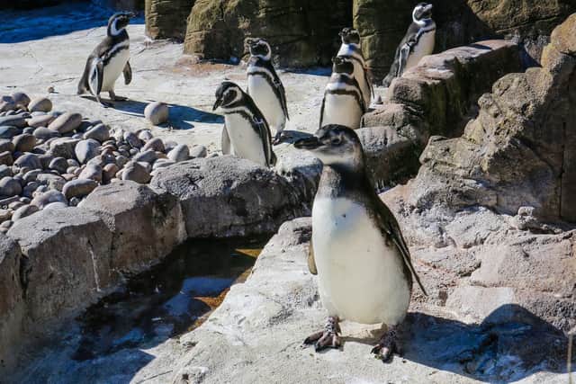The youngest penguin in the group is a four-month-old chick that hatched earlier this year. Photo: Blackpool Zoo
