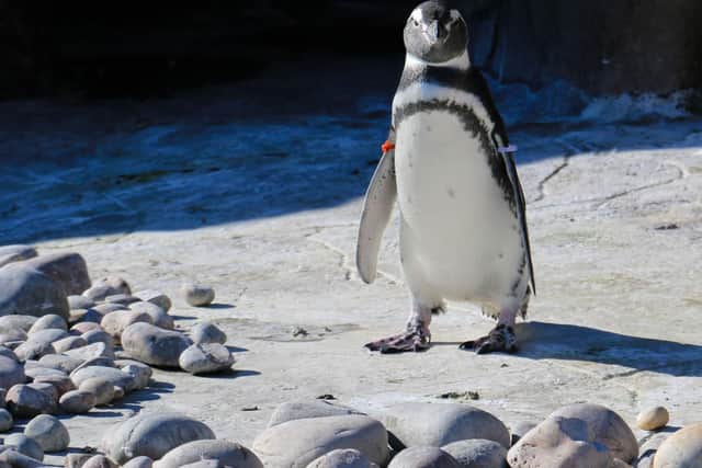 Blackpool Zoo bosses said the new penguins are settling in well to their new home. Photo: Blackpool Zoo