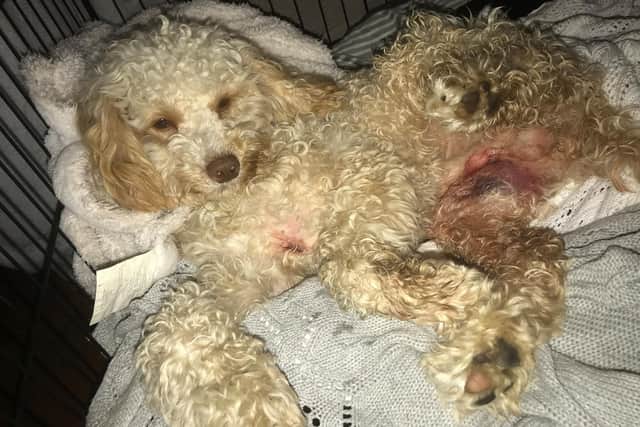 Teddy, an 11 month old cavapoo, was badly injured in the incident on Tuesday morning