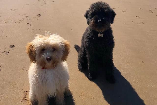 Teddy and Bono on the beach in happier times.