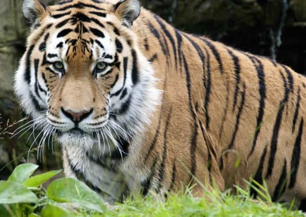 The late Lynne Gorries stunning photography of Zambar the Amur tiger at Blackpool Zoo