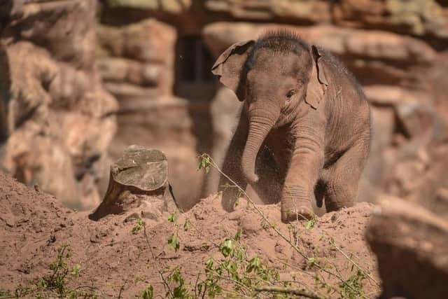 Elephant calf Aayu Hi Way who along with another elephant calf, Nandita Hi Way, died on Thursday from Elephant endotheliotropic herpesvirus