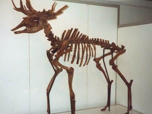 The well preserved remains of a pre-historic elk which was found in the 1970s at Highfurlong...in its more lively days the creature is likely to have roamed around what is now the Wyre area