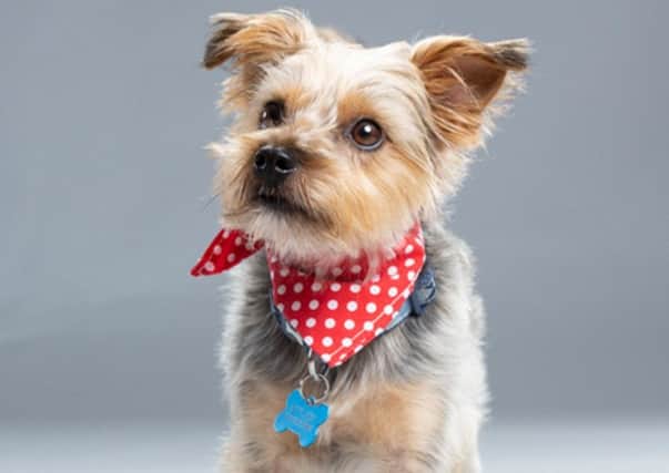 Teddy as Toto, Wizard of Oz