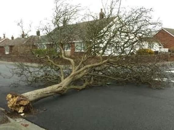 Fylde Council look at plan to reverse trees decline