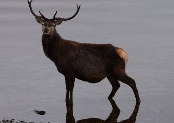 Steve the Stag, as photographed on the edge of Loch Lomond by Doug Naylor.