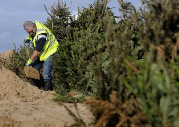 Christmas trees are being planted in the sand dunes at St Annes