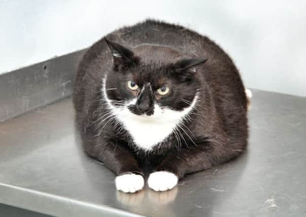 Pepsi-Cola has been named joint Top Cat in PDSA Pet Fi ... b after losing 17% of her bodyweight in six months. Picture from PDSA