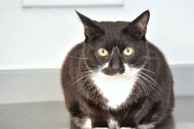 Pepsi-Cola has been named joint Top Cat in PDSA Pet Fi ... b after losing 17% of her bodyweight in six months. Picture from PDSA