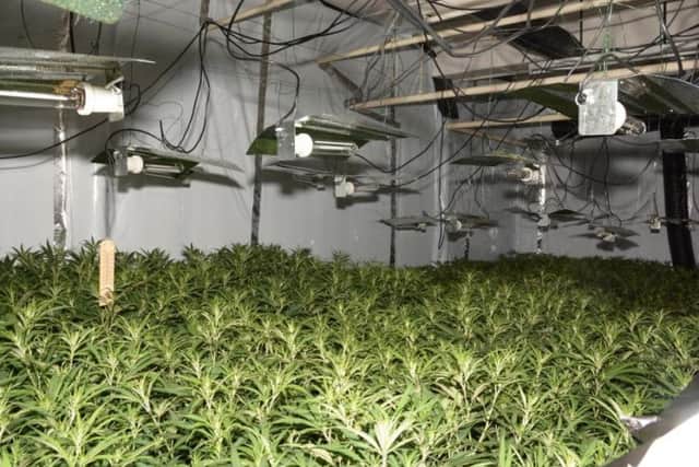 Cannabis worth 3m has been seized.