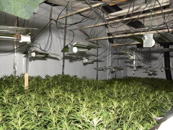 Cannabis worth 3m has been seized.