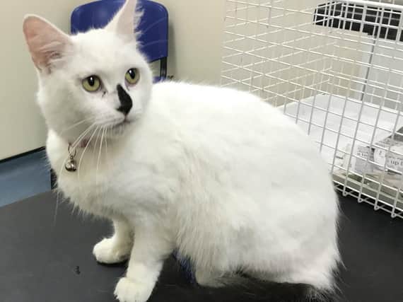 RSPCA officers are trying to trace the owners of this cat, which was found with its leg trapped in a wheelchair ramp in Blackpool