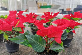 Levity Crop Science's tests have proved promising in delivering more silicon to plants such as poinsettias