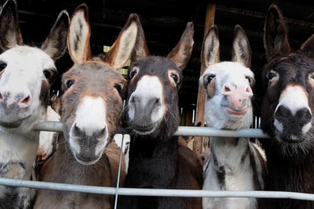 Blackpool donkeys at Latham House Farm
