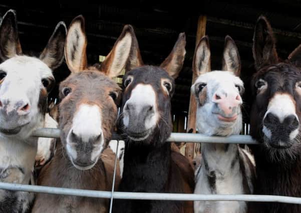 Blackpool donkeys at Latham House Farm