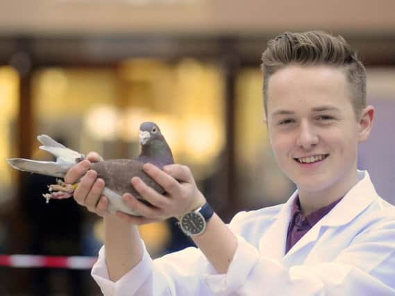 The Royal Pigeon Racing Association host the British Homing World Show of the Year at the Winter Gardens. Pictured is Patrick Axe from Axholme Lofts with Buggenum Boy.