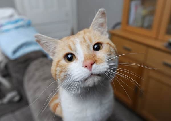 A cat, found starving in a derelict house by electrician Alex Bolton, has been christened Ronald, and is currently being looked after by local rescue Homeward Bound.