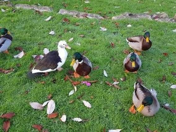 Among the Mallards - a Muscovy duck at Fleetwood Memorial Park.