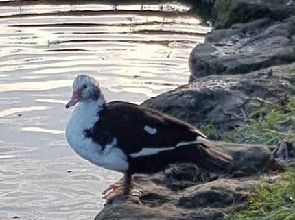A Muscovy duck which has settled at Fleetwood Memorial Park duck pond.