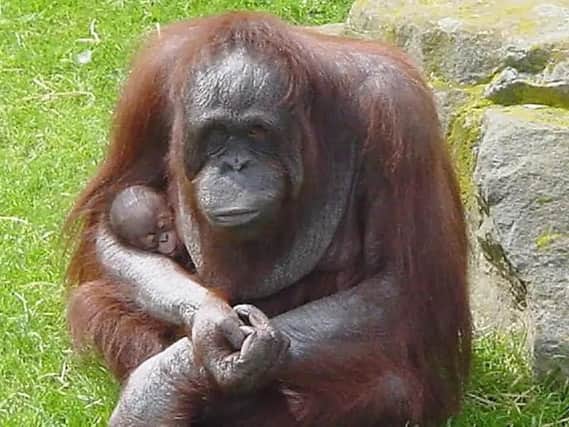 Vicky with her baby orangutan at Blackpool Zoo
