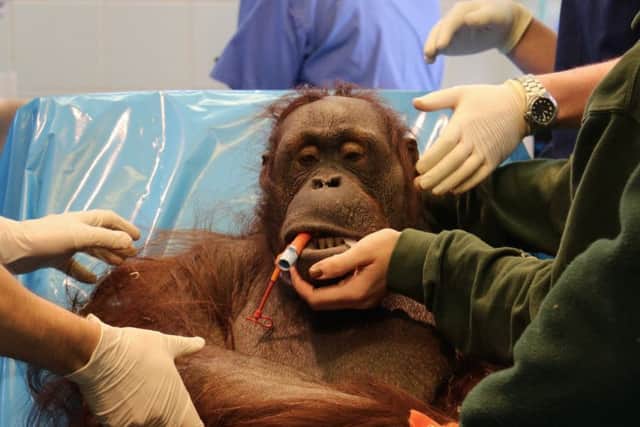 Vicky, a Bornean orangutan from Blackpool Zoo, has successfully undergone double surgery for the first time in UK history