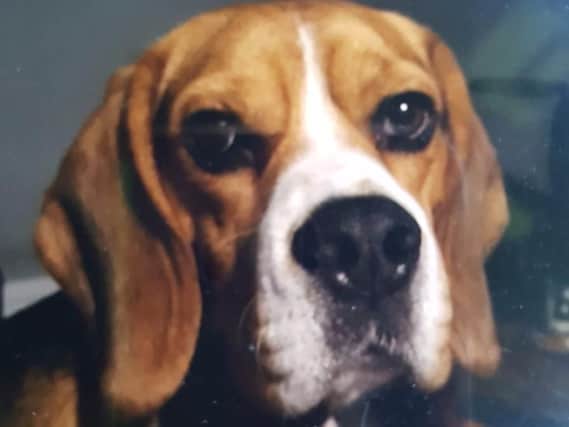 The missing Beagle named Ollie