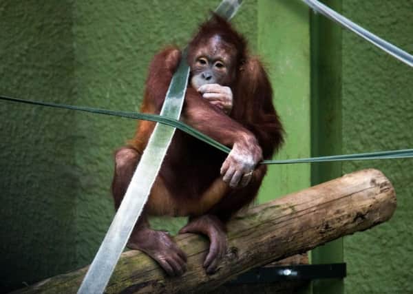 Bornean orangutan Jingga, seven, arrived at Blackpool Zoo recently