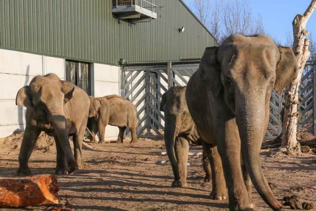 Some of the female elephants at Blackpool Zoo