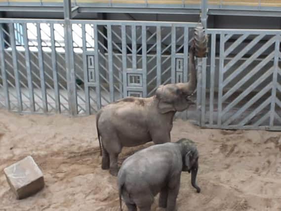 A new quieter and automatic hoist system has been installed at Blackpool Zoo to make feeding time for the elephants a little more like life in the wild