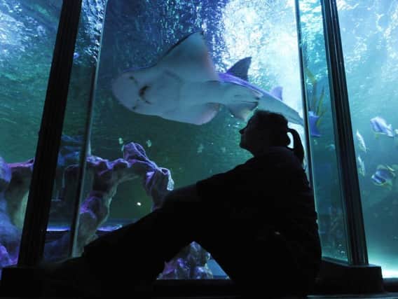 Merlin's Sea Life centre is one of the Blackpool attractions looking to recruit staff