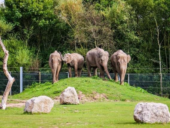 Elephants at Blackpool Zoo
