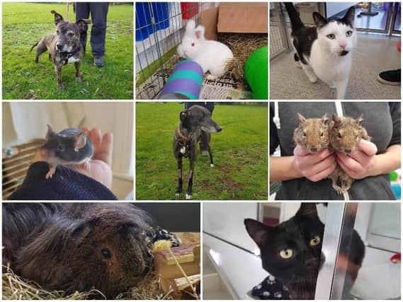 These are the 20 pets that are still looking for a new home in Blackpool
