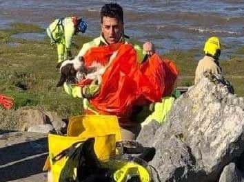 Red, a border collie, was rescued 400m offshore by coastguard volunteers in Fleetwood on Saturday, March 9.