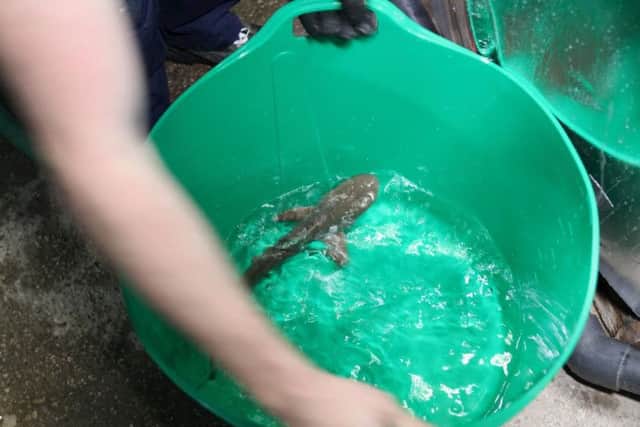 The newly-born shark pup twins have been transferred to a special nursery tank at Sea Life in Blackpool.