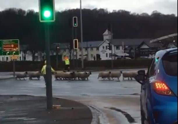 Firefighters spent two hours rescuing a flock of 170 sheep from rising flood water after the River Ribble burst its banks in Preston. Credit: Kate Fulwell