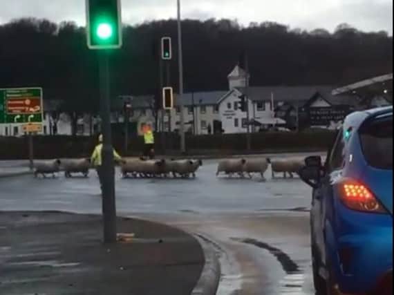 Firefighters spent two hours rescuing a flock of 170 sheep from rising flood water after the River Ribble burst its banks in Preston. Credit: Kate Fulwell