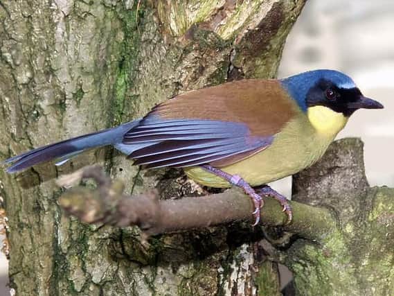 A Blue-crowned laughing thrush (Picture: Simon Bruslund)