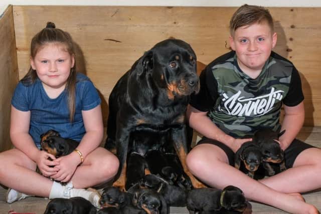 Mark Marshall from Weeton, has a Rottweiler called  Roxy which has given birth to a huge litter of 16 pups, thought to be one of the biggest ever recorded in the UK in recent times. Mark's children Kelsey and Tyler with Roxy and the puppies.