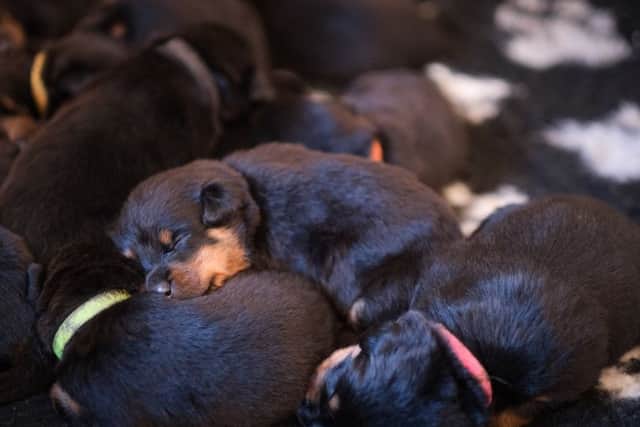 Mark Marshall from Weeton, has a Rottweiler called Roxy which has given birth to a huge litter of 16 pups, thought to be one of the biggest ever recorded in the UK in recent times.