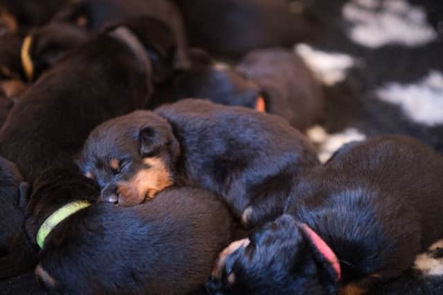 Mark Marshall from Weeton, has a Rottweiler called  Roxy which has given birth to a huge litter of 16 pups, thought to be one of the biggest ever recorded in the UK in recent times.